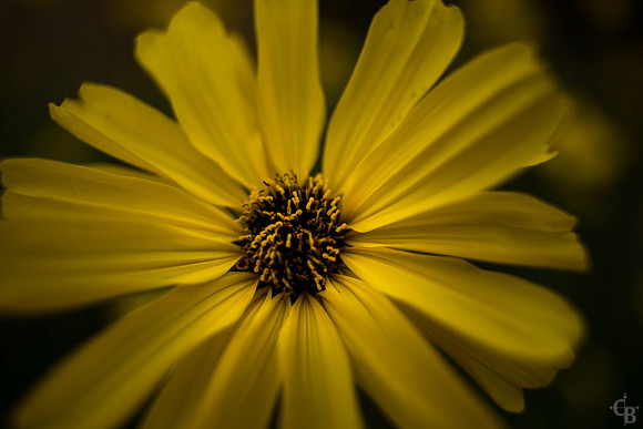 Botanic Garden 020715-4