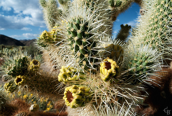 Joshua Tree 052010-6