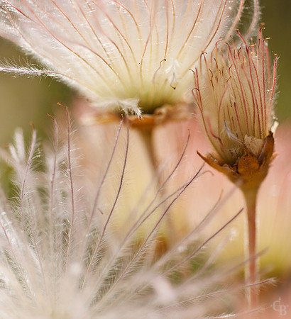 Botanic Garden 0510-10