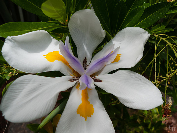 Botanic Garden 0510-2