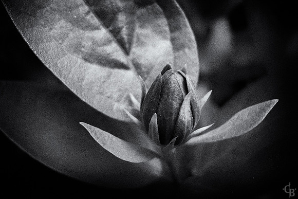 Botanic Garden 052613-2
