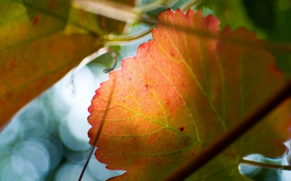 DSC_9390_FlatCrop