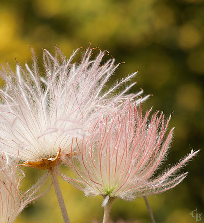 Botanic Garden 0510-11