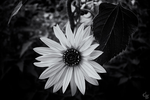 Soft Light-7
