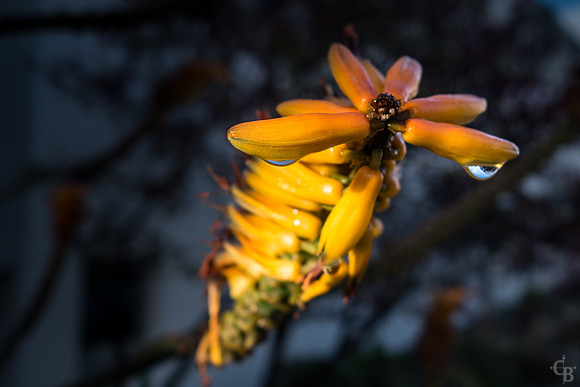 Morning Rain-5