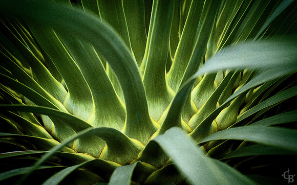 Botanic Garden-3