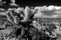 Joshua Tree 052010-1