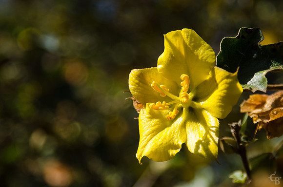 Botanic Garden 042212-4