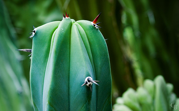 NBC_DSC_6716_FlatCrop