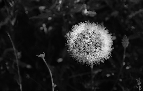 Angeles Crest 052012-3