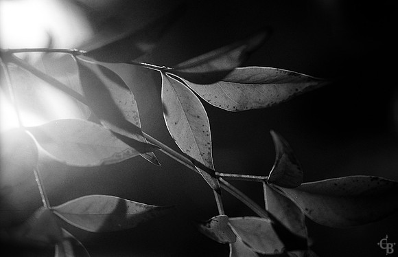 BackyardFE023