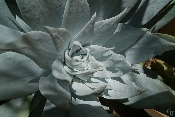 Botanic Garden 0510-16