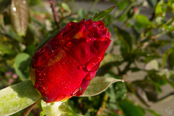 In My Yard-3