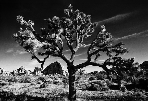 Joshua Tree 052010-2