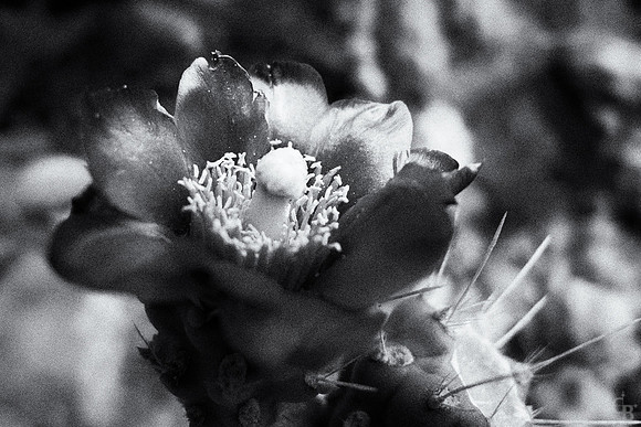Botanic Garden 052613-1