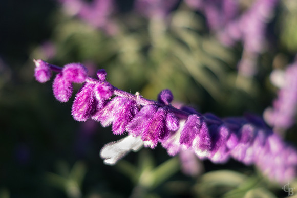 Purple Haze