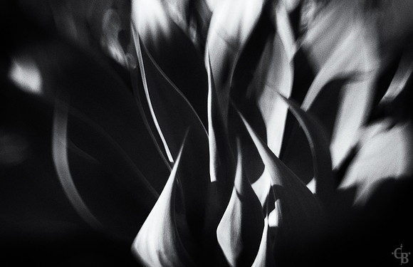 Botanic Garden 052613-4