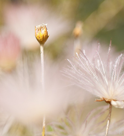 Botanic Garden 0510-8