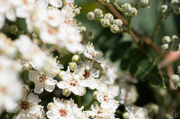 Botanic Garden 0510-12