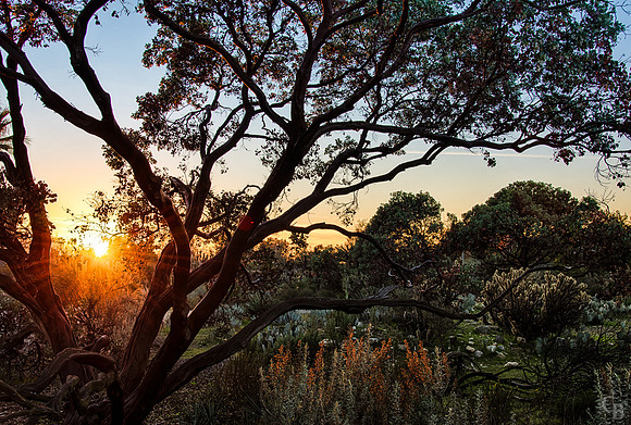 Botanic Garden Sunset 01