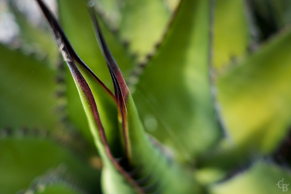 Botanic Garden 092814-2