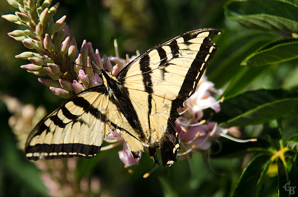 Botanic Garden 042212-5