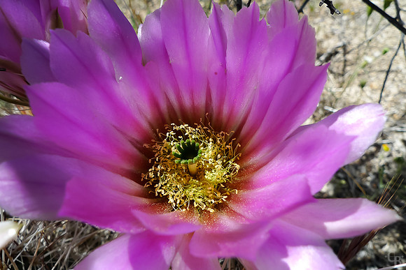 Joshua Tree 052010-3