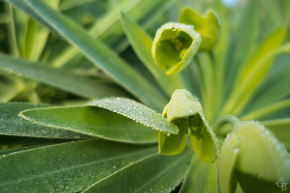 Green Dew